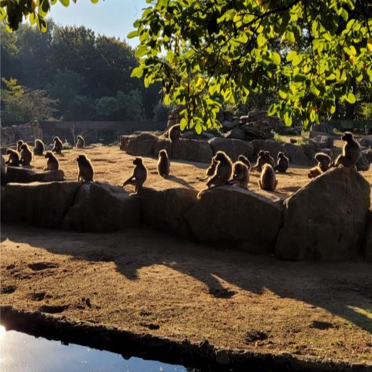 Zoo-Exkursion und Tierethik im Dialog: Jahrgang 13 blickt auf Primaten, Artenschutz und Verantwortung